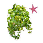 Hoya peltata (WA Prohibited) - H256