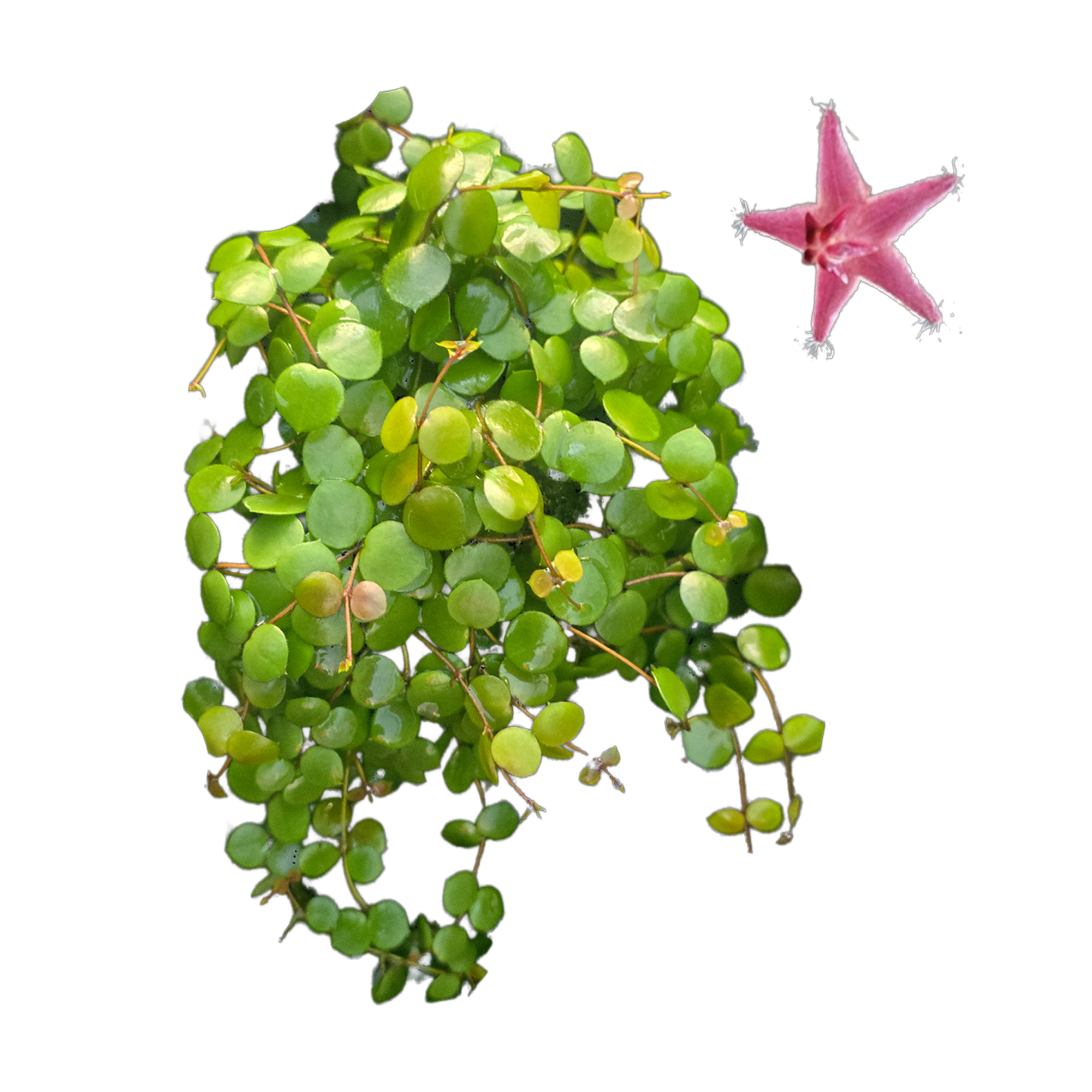 Hoya peltata (WA Prohibited) - H256