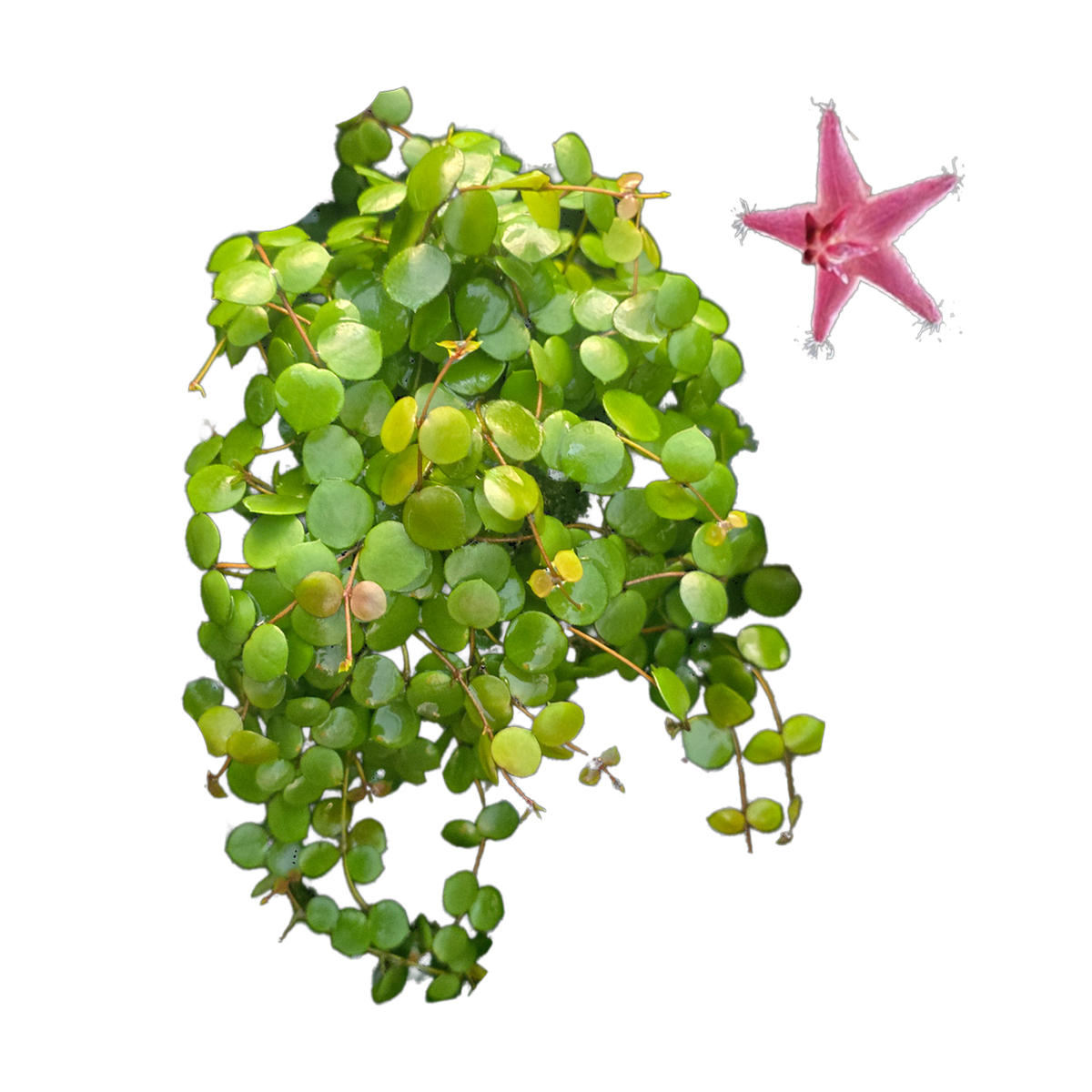 Hoya peltata – Specimen Plant – H256 (WA Prohibited)
