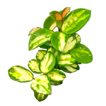 Hoya Mathilde Variegata – H260