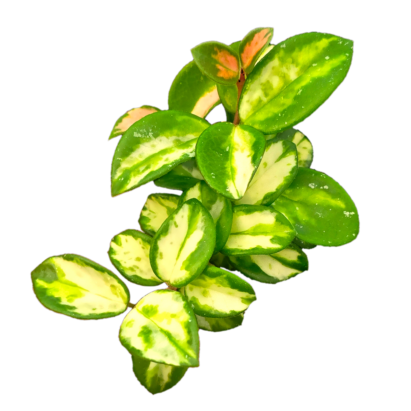 Hoya Mathilde Variegata – H260