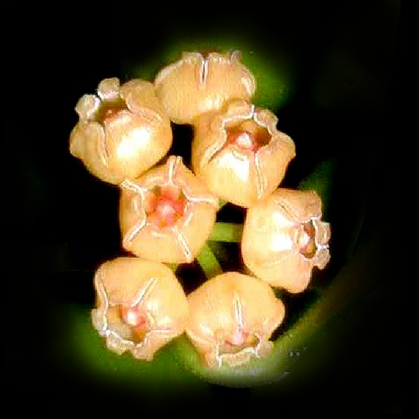 Hoya heuschkeliana ‘Yellow’