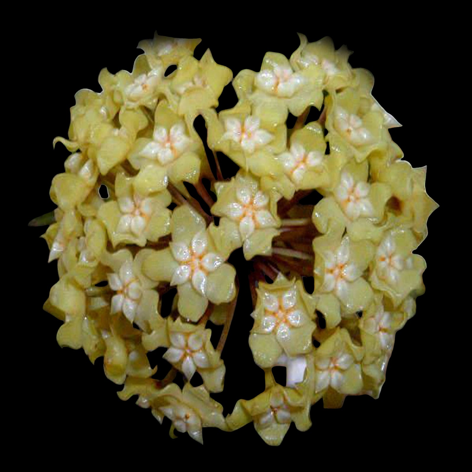 Hoya cominsii