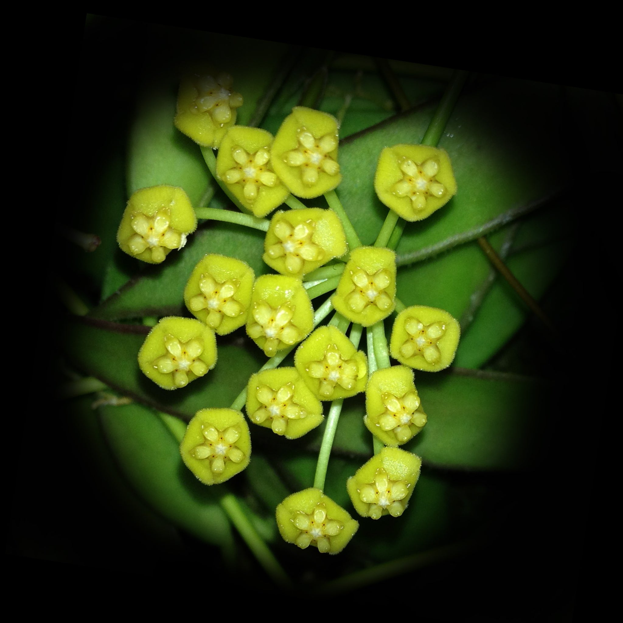 Hoya tsangii (odetteae)