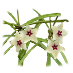 Hoya retusa - H099