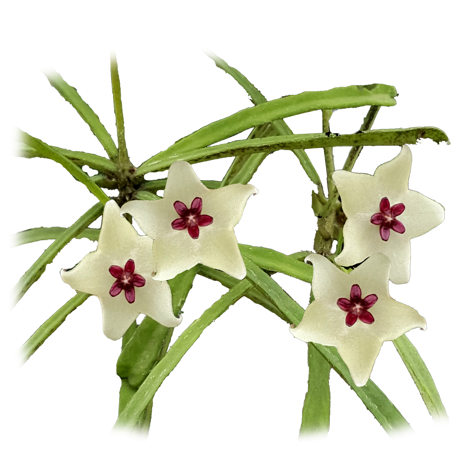 Hoya retusa
