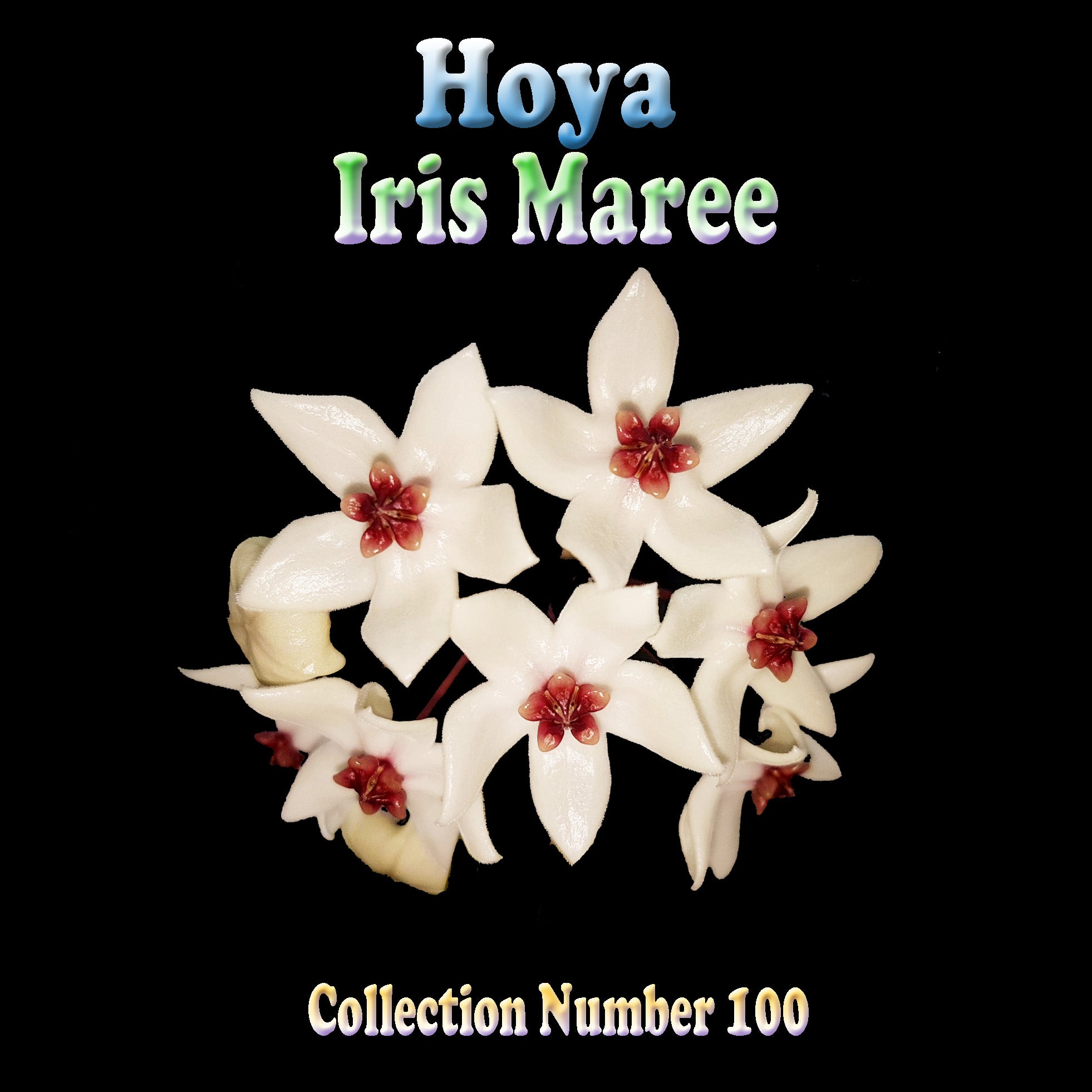 Hoya Iris Marie - Fast-Growing Hoya Plant