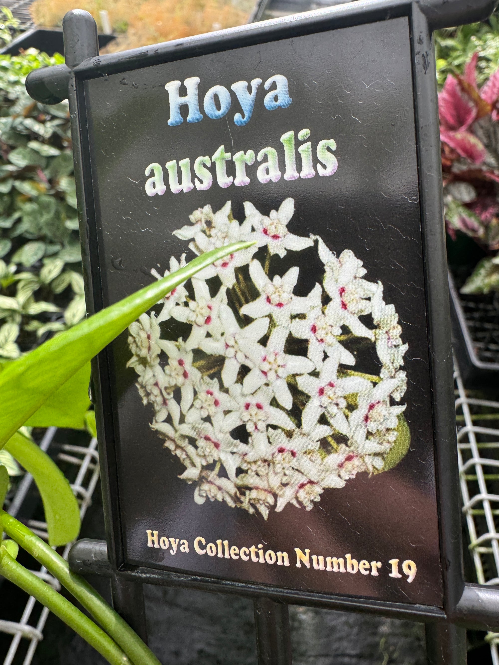 hoya australis label