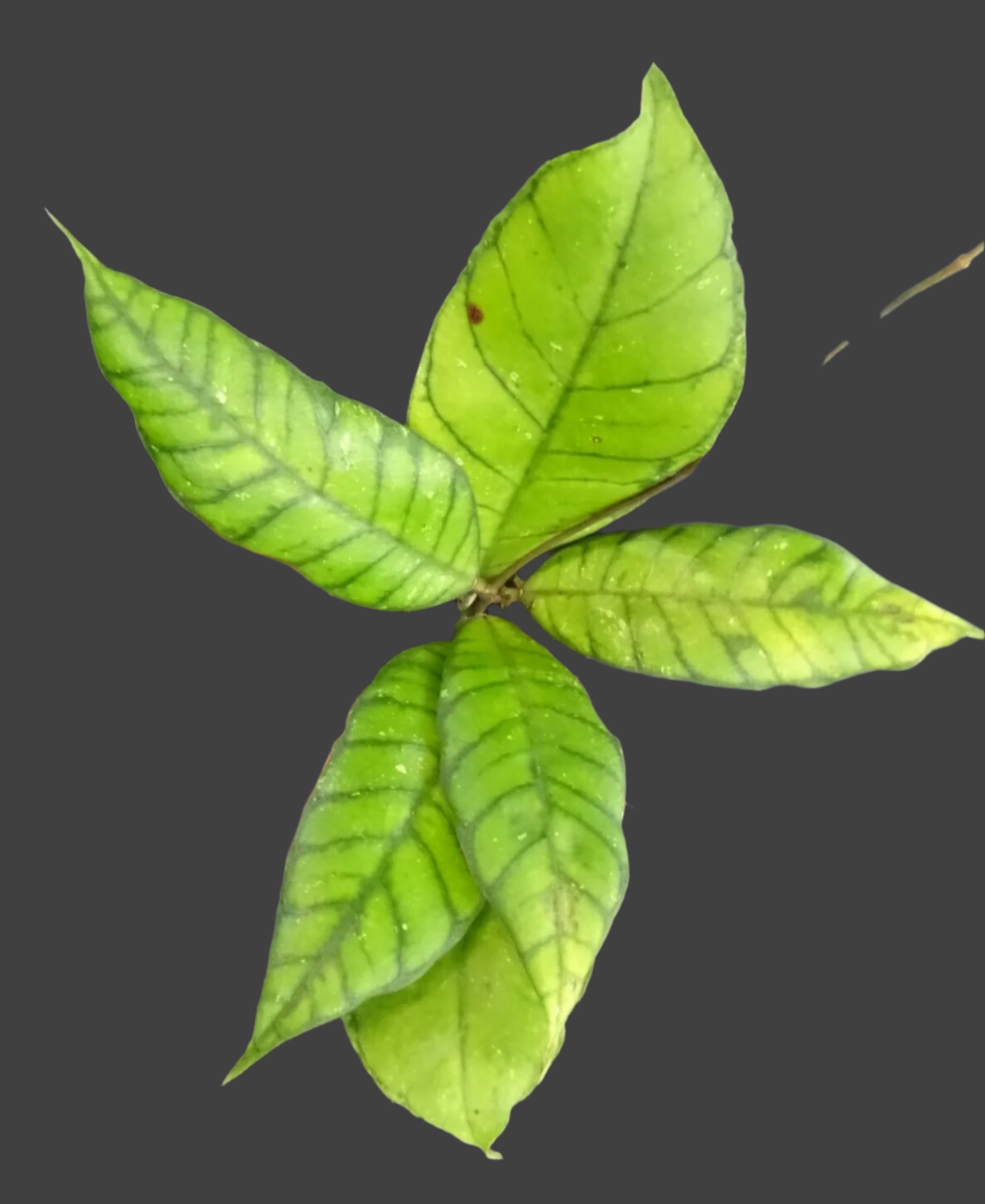 Leaves of Hoya callistopylla