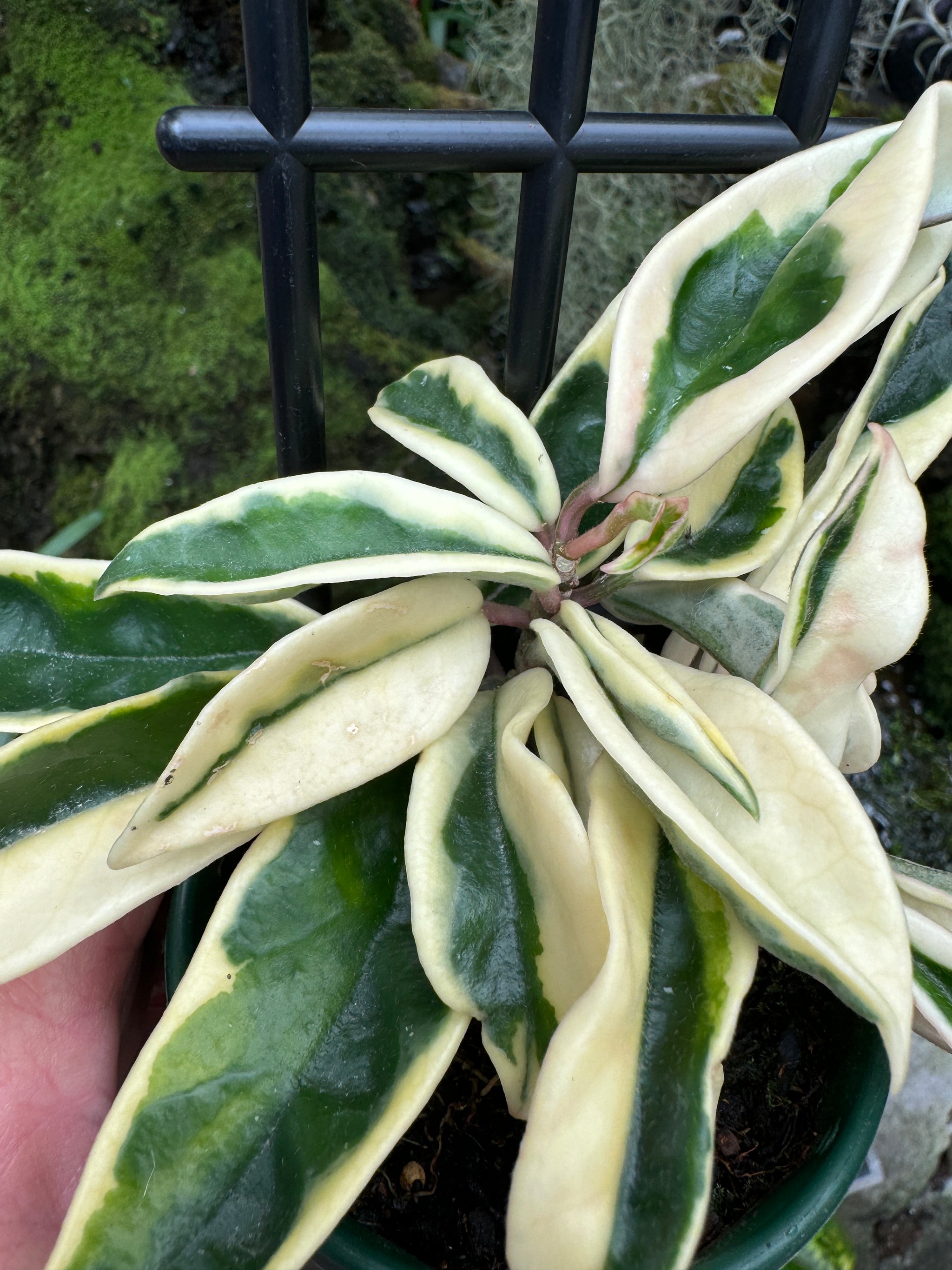 Hoya carnosa variegated Suzie leaves