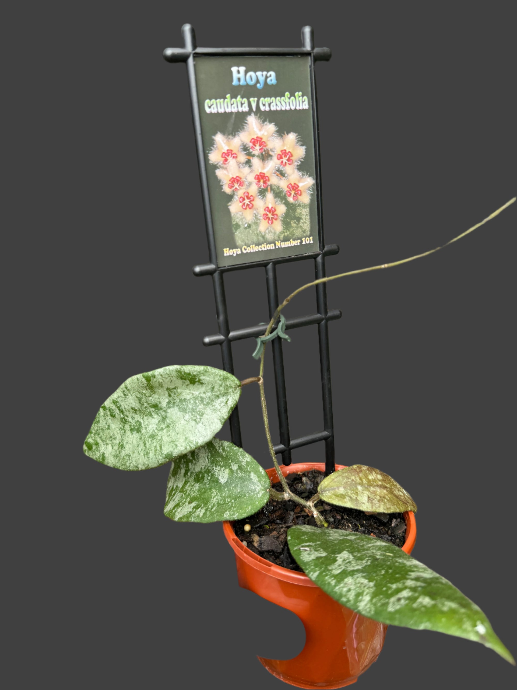 hoya caudata crassifolia flower and leaves