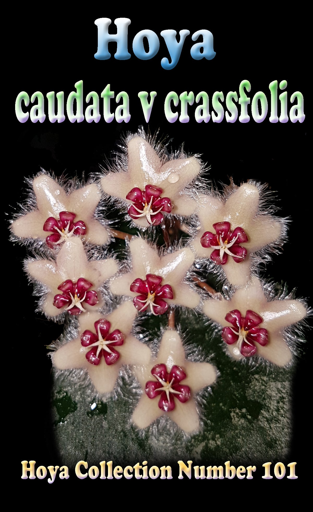 hoya cuadata crassifolia label