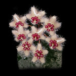 hoya caudata crassifolia flowers