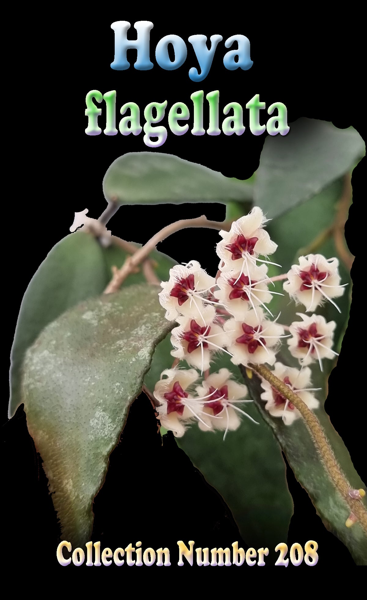 Hoya flagellata