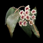 Hoya flagellata