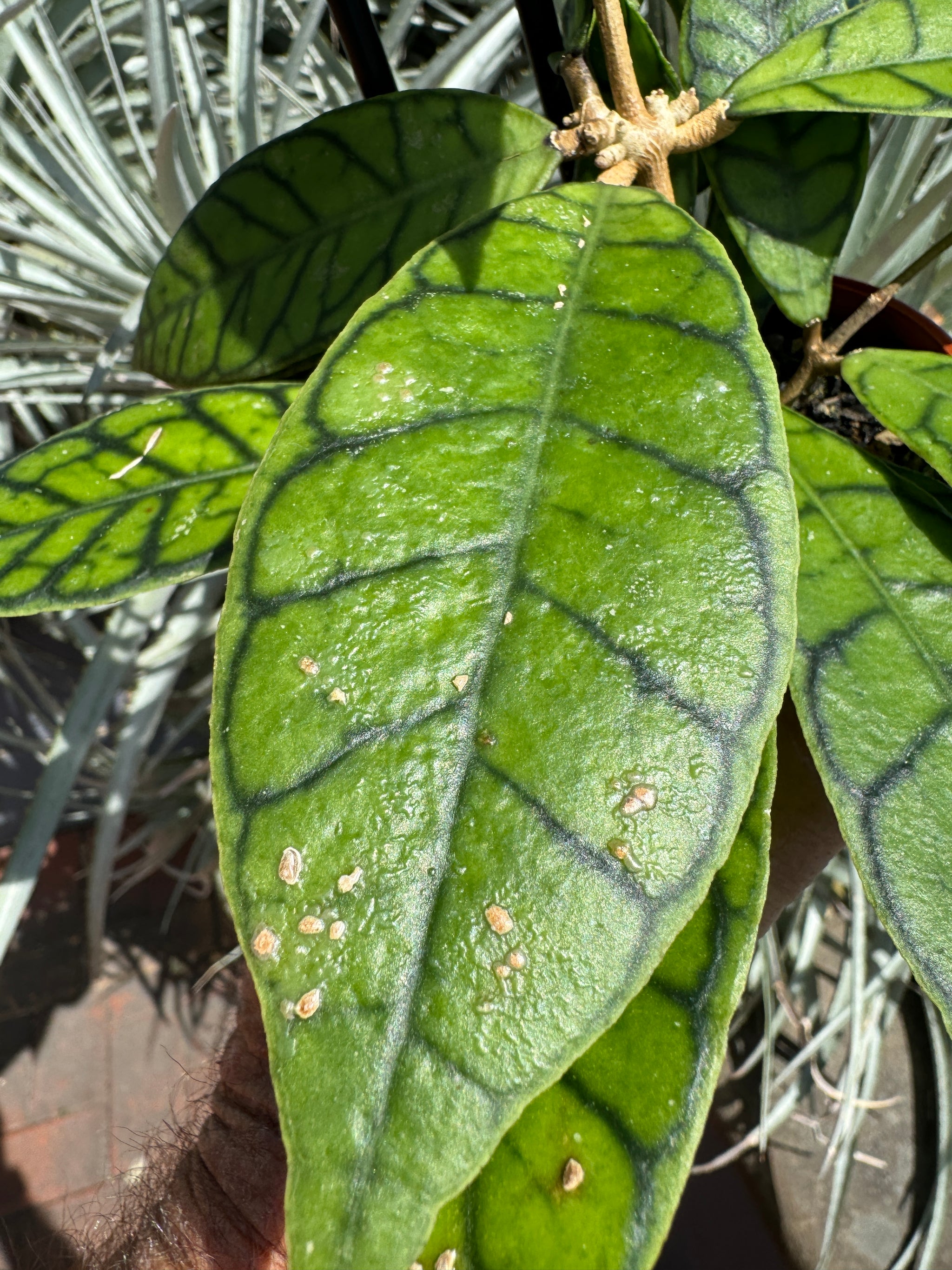 Hoya kalimantan leaf