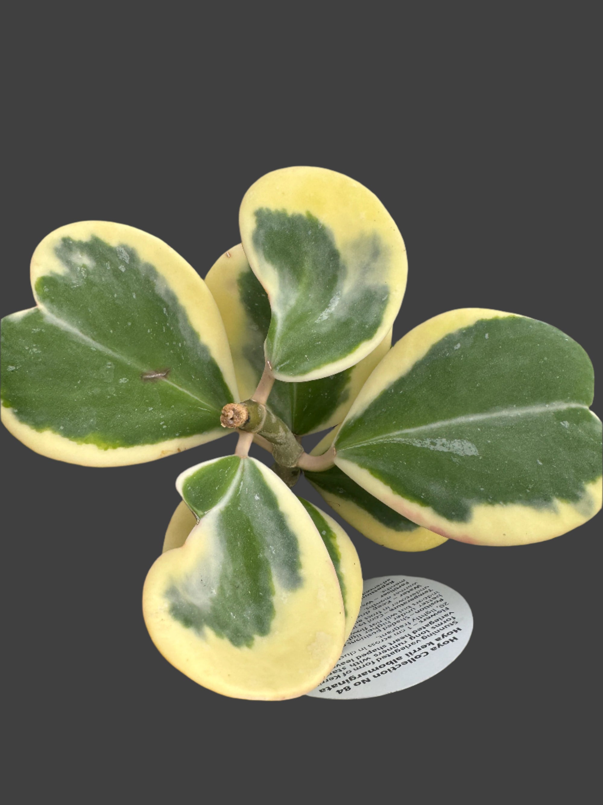 Hoya kerrii albomarginata Variegated plant