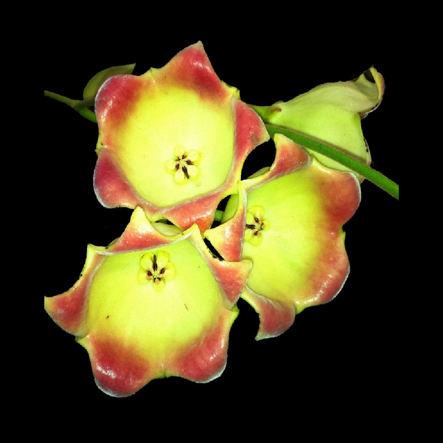 Hoya lauterbachii