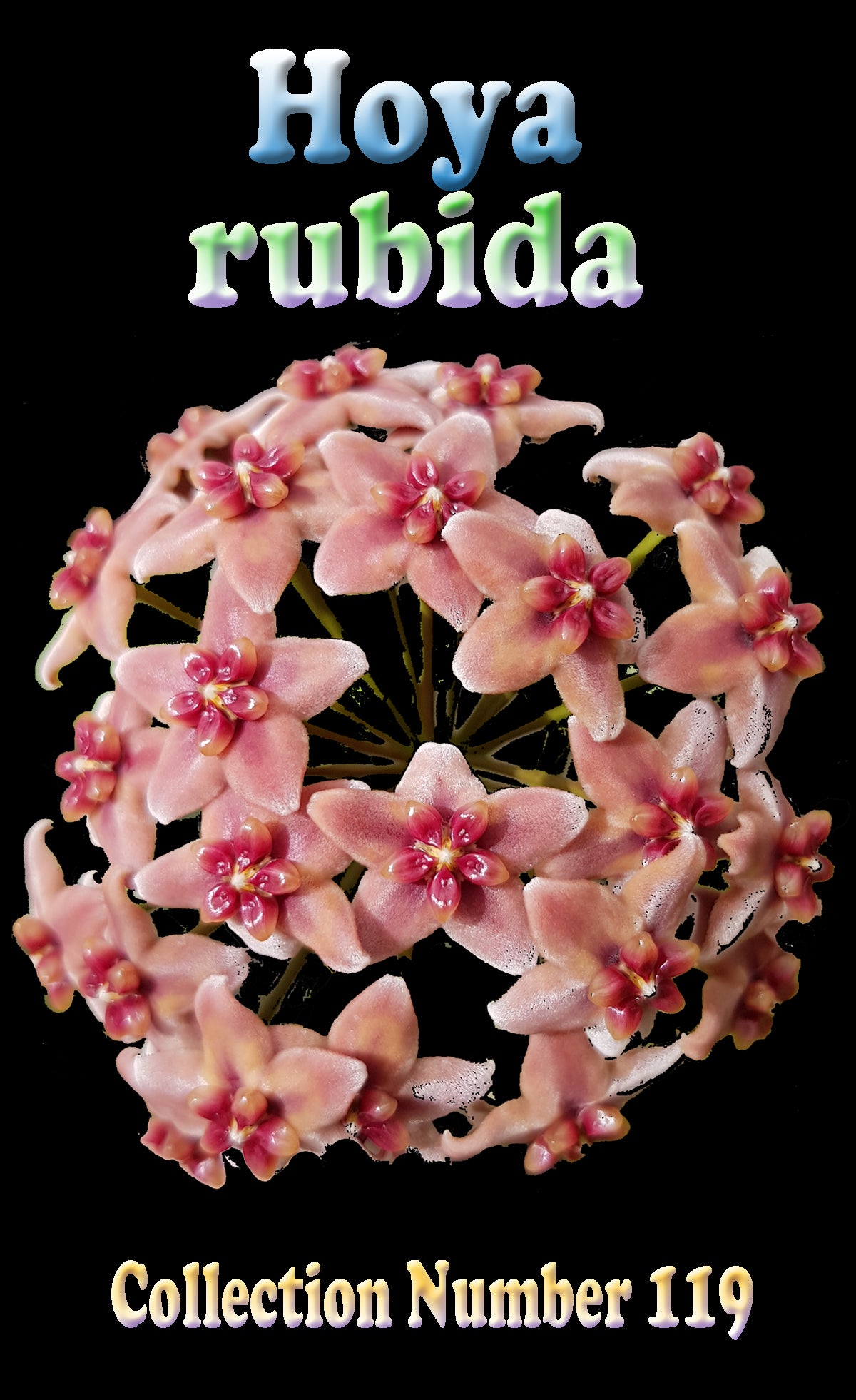 Hoya rubida label