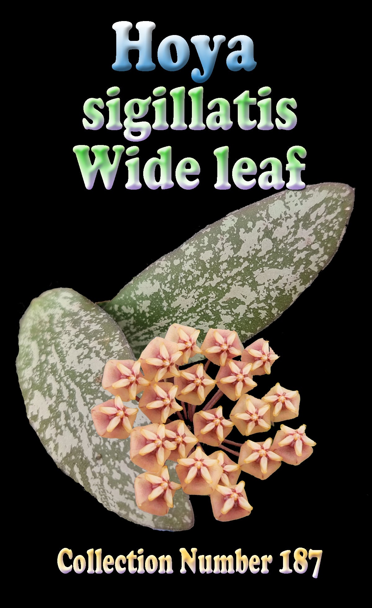 Hoya sigillatis label