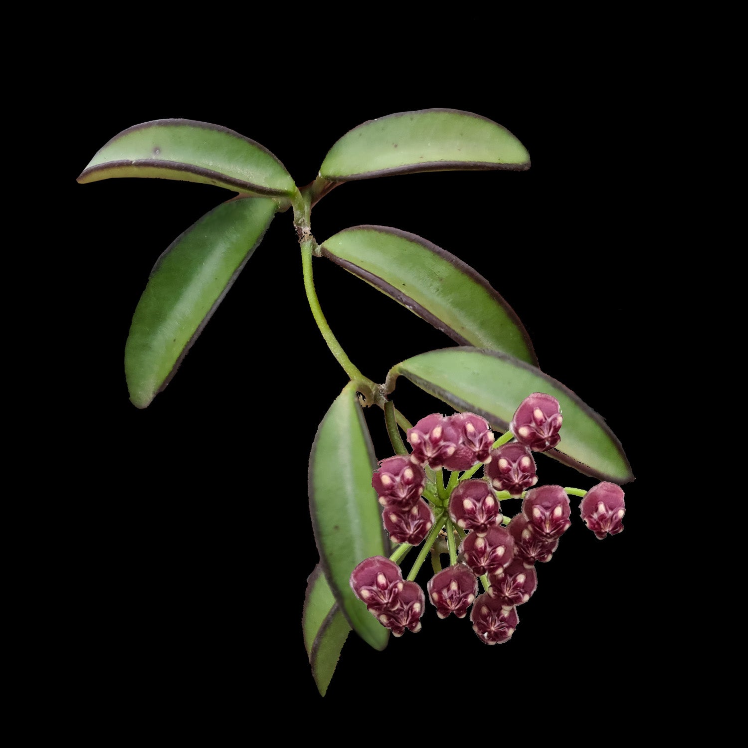 Hoya wayetii