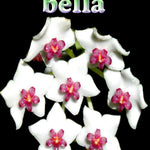 Hoya bella – H001