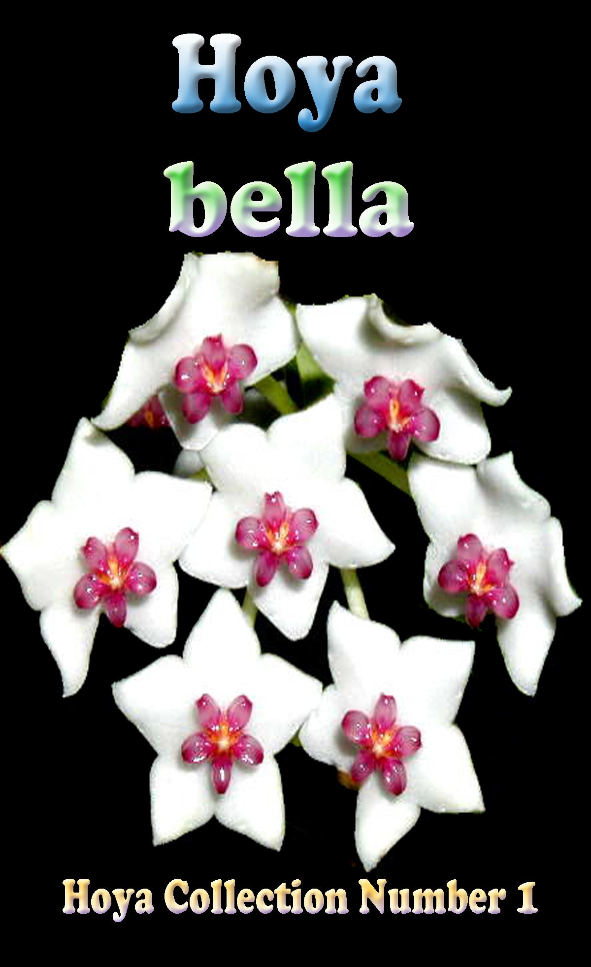 Hoya bella – H001