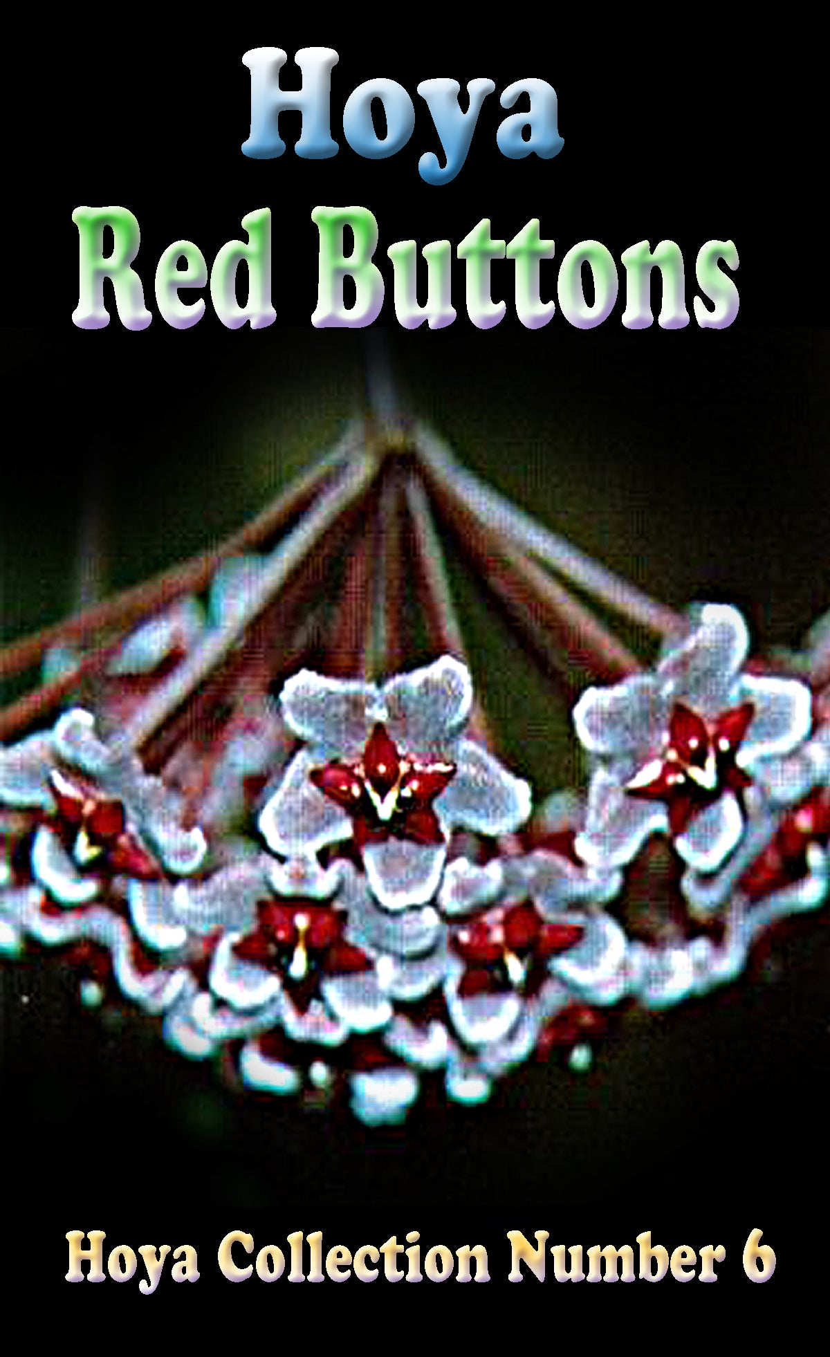Hoya pubicalyx 'Red Buttons' - H006