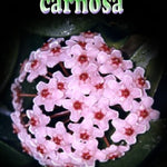 Hoya carnosa