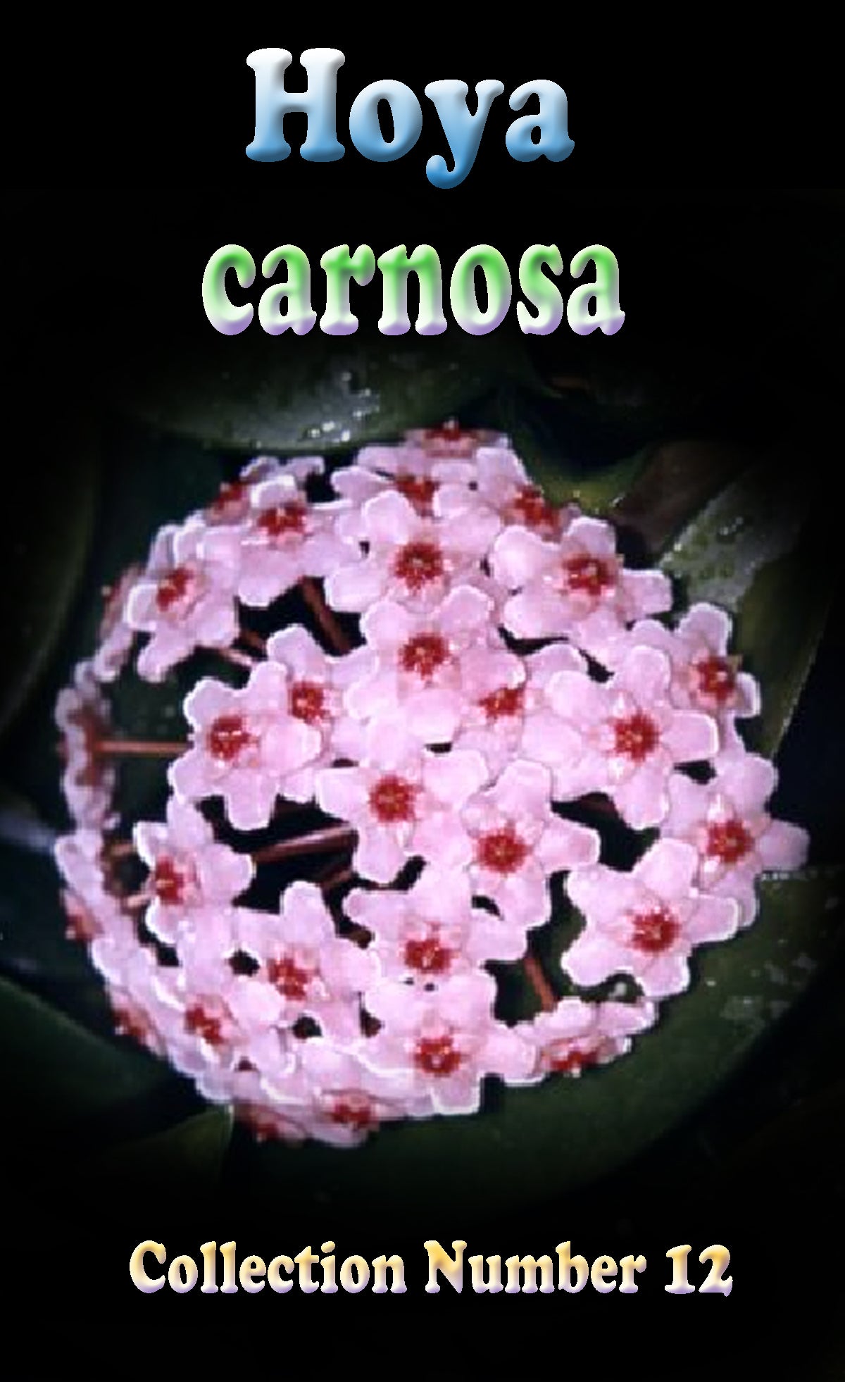 Hoya carnosa