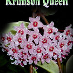 Hoya carnosa ‘Krimson Queen’ – H021