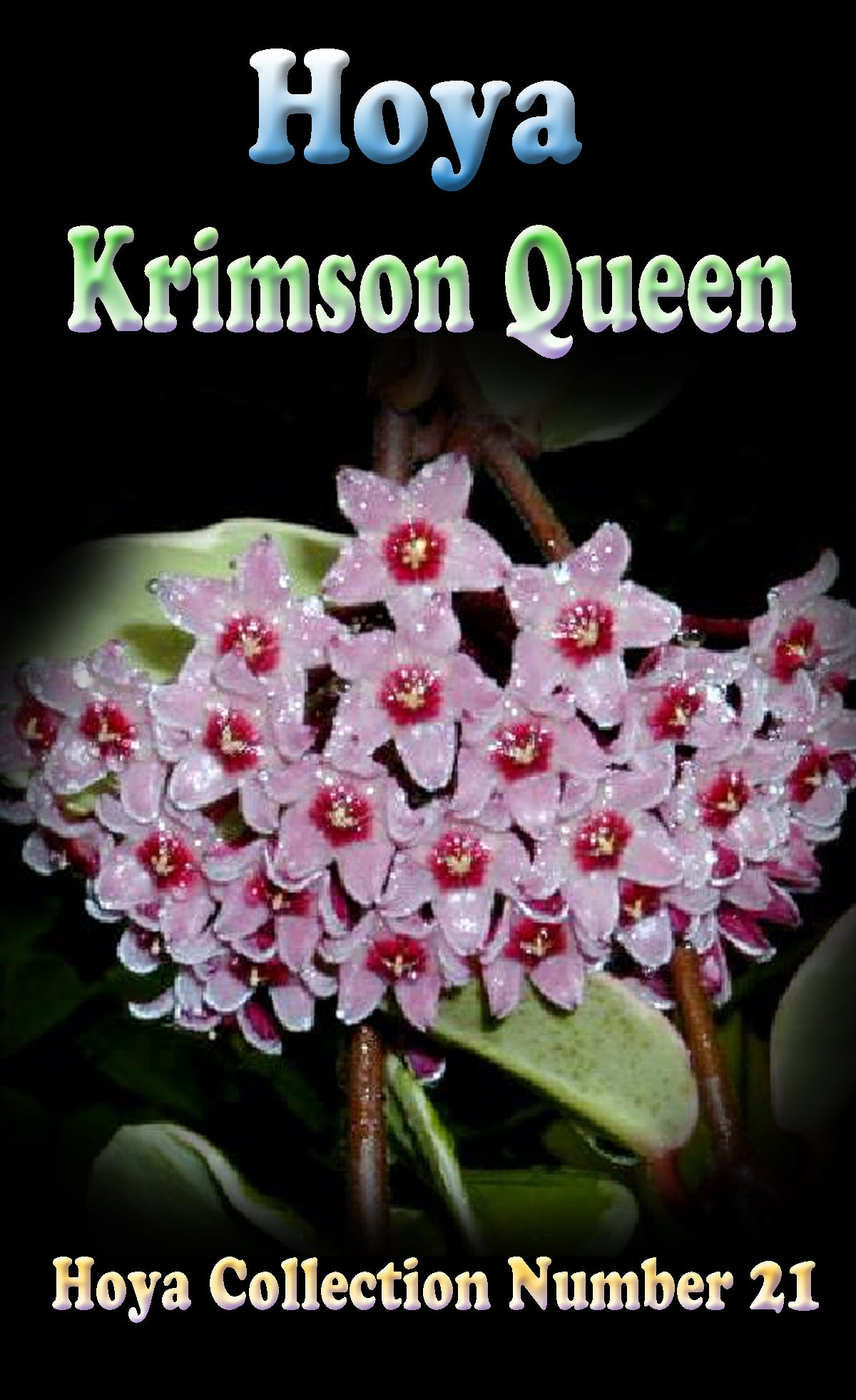 Hoya carnosa ‘Krimson Queen’ – H021