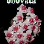 Hoya obovata