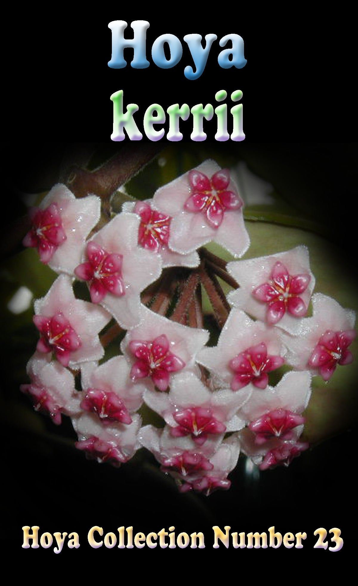 Hoya kerrii ‘Heart Hoya’ with pink-centred white star-shaped flowers in a cluster.