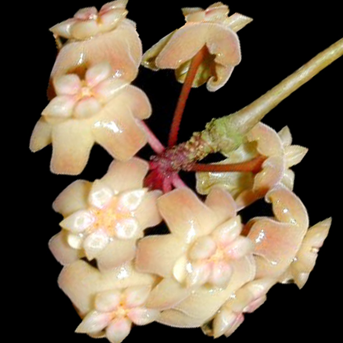 Hoya merrillii