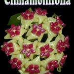 Hoya cinnamomifolia – H036
