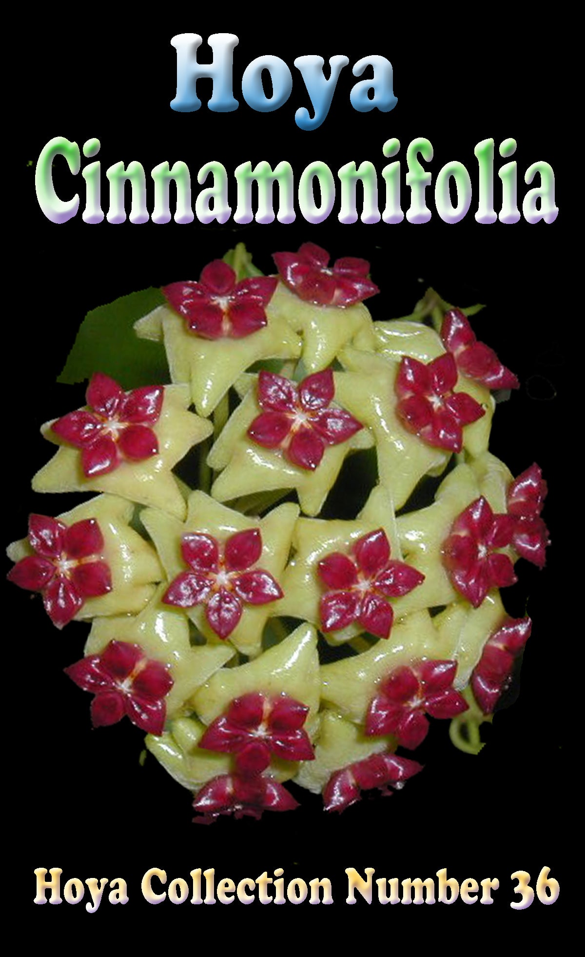 Hoya cinnamomifolia – H036