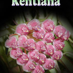 Hoya kentiana – H045