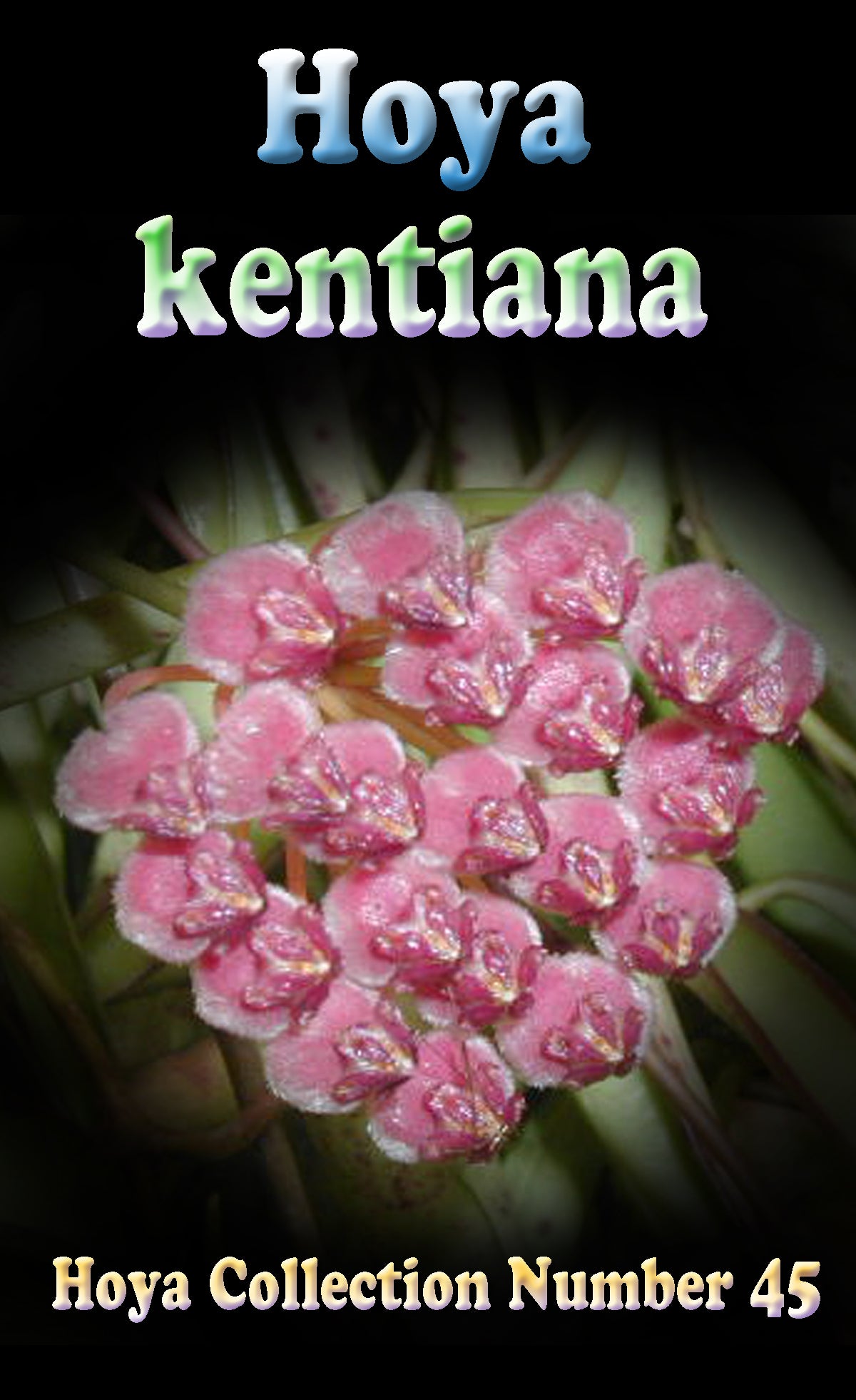 Hoya kentiana – H045