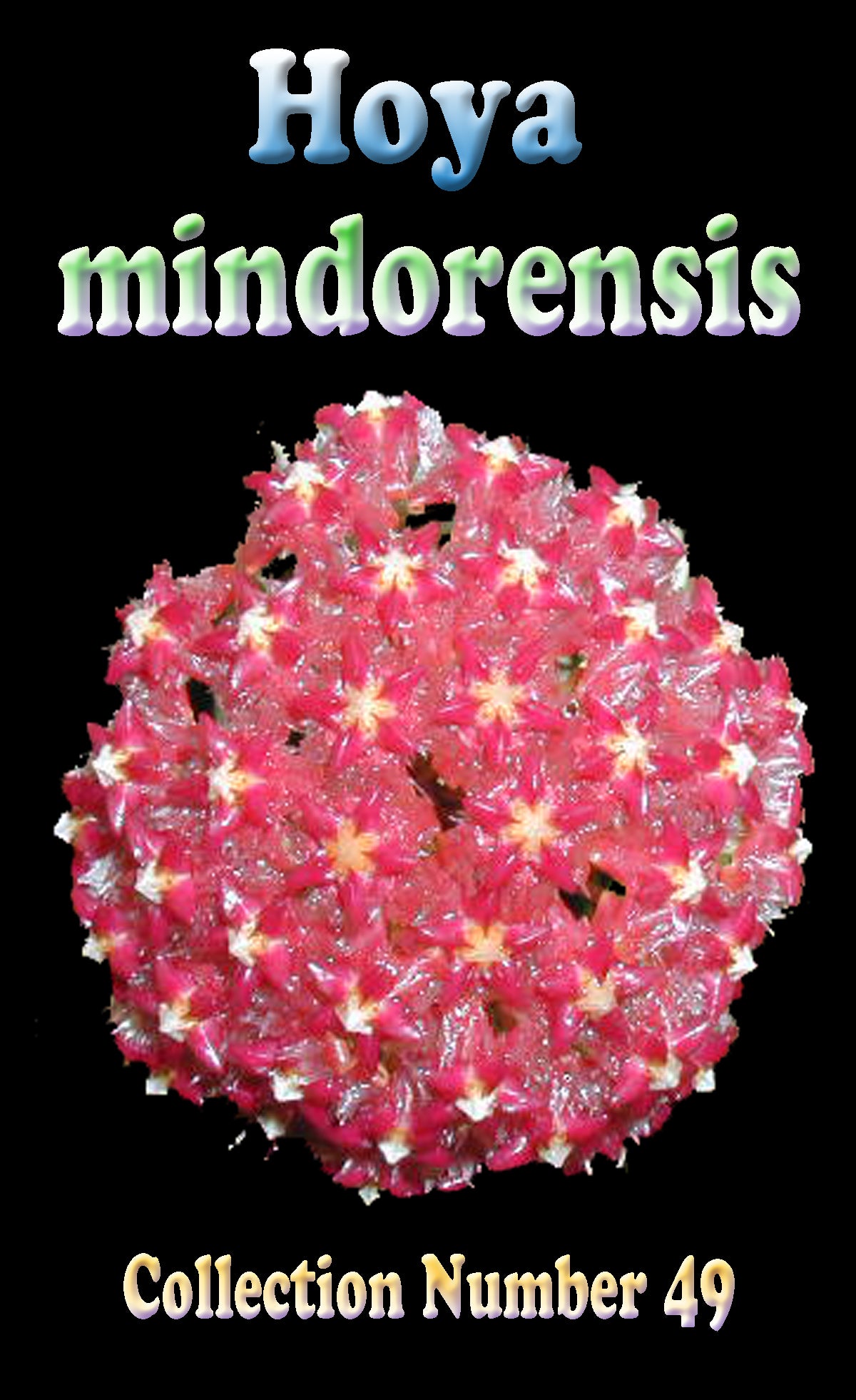 Hoya mindorensis – H049
