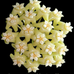 Hoya potsii