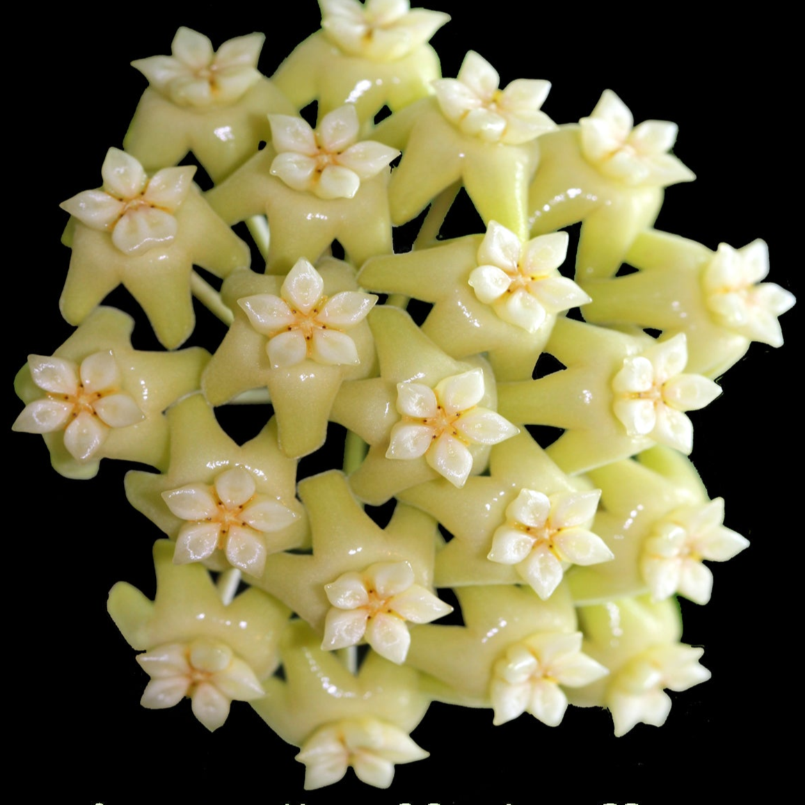 Hoya potsii