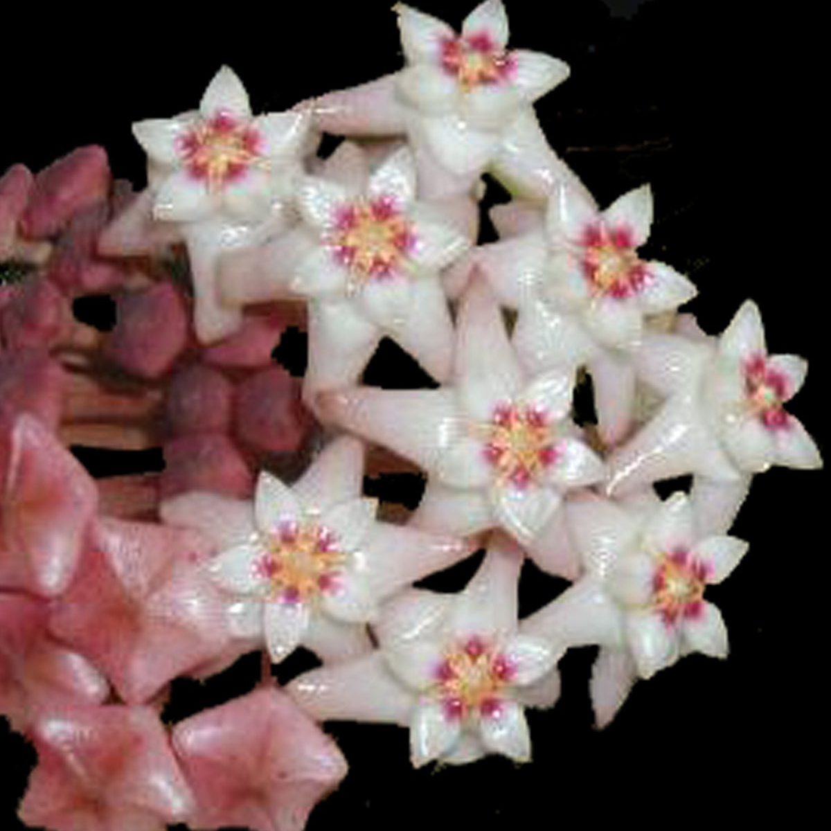 Hoya acuta ‘Pink’