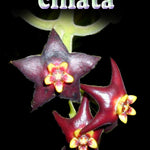 Hoya ciliata