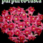 Hoya purpureo-fusca - H064
