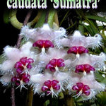 Hoya caudata 'Sumatra'