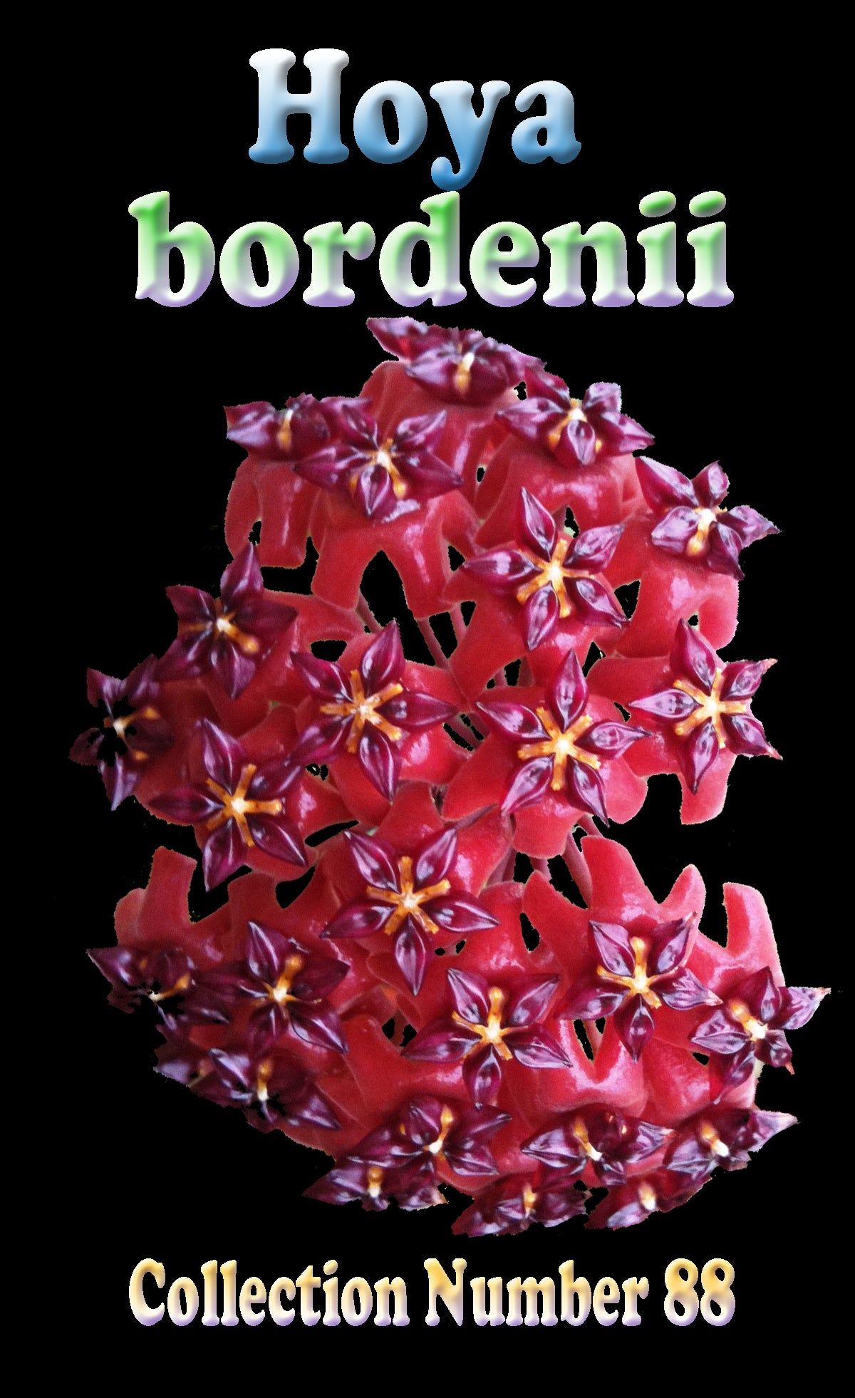 Hoya bordenii with clusters of red star-shaped flowers and glossy purple centres.