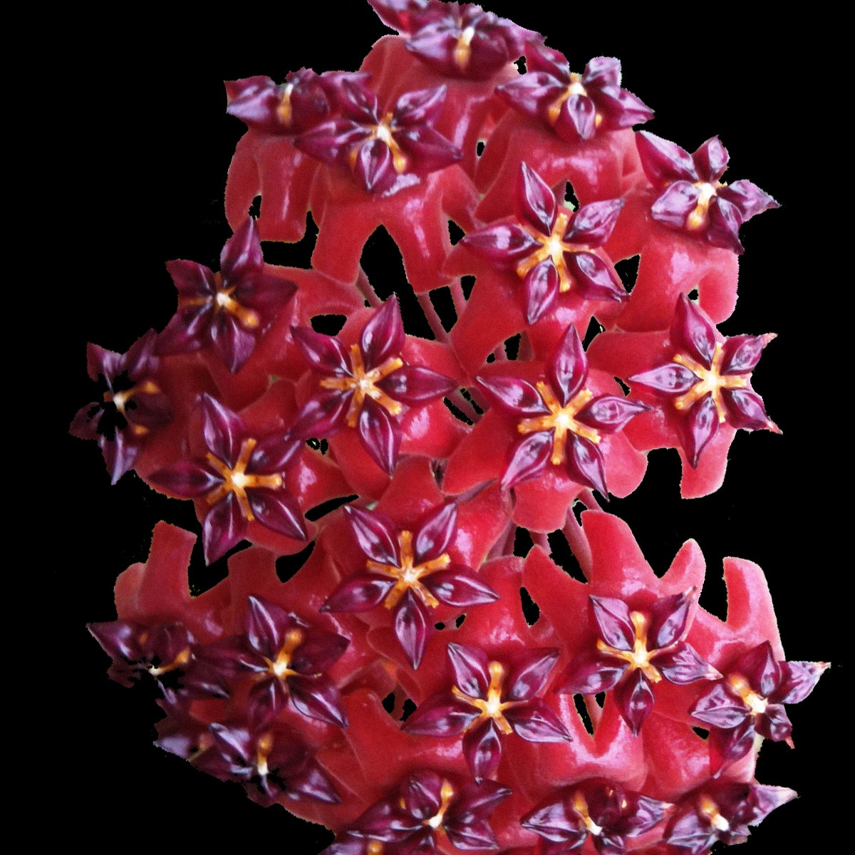 Hoya bordenii