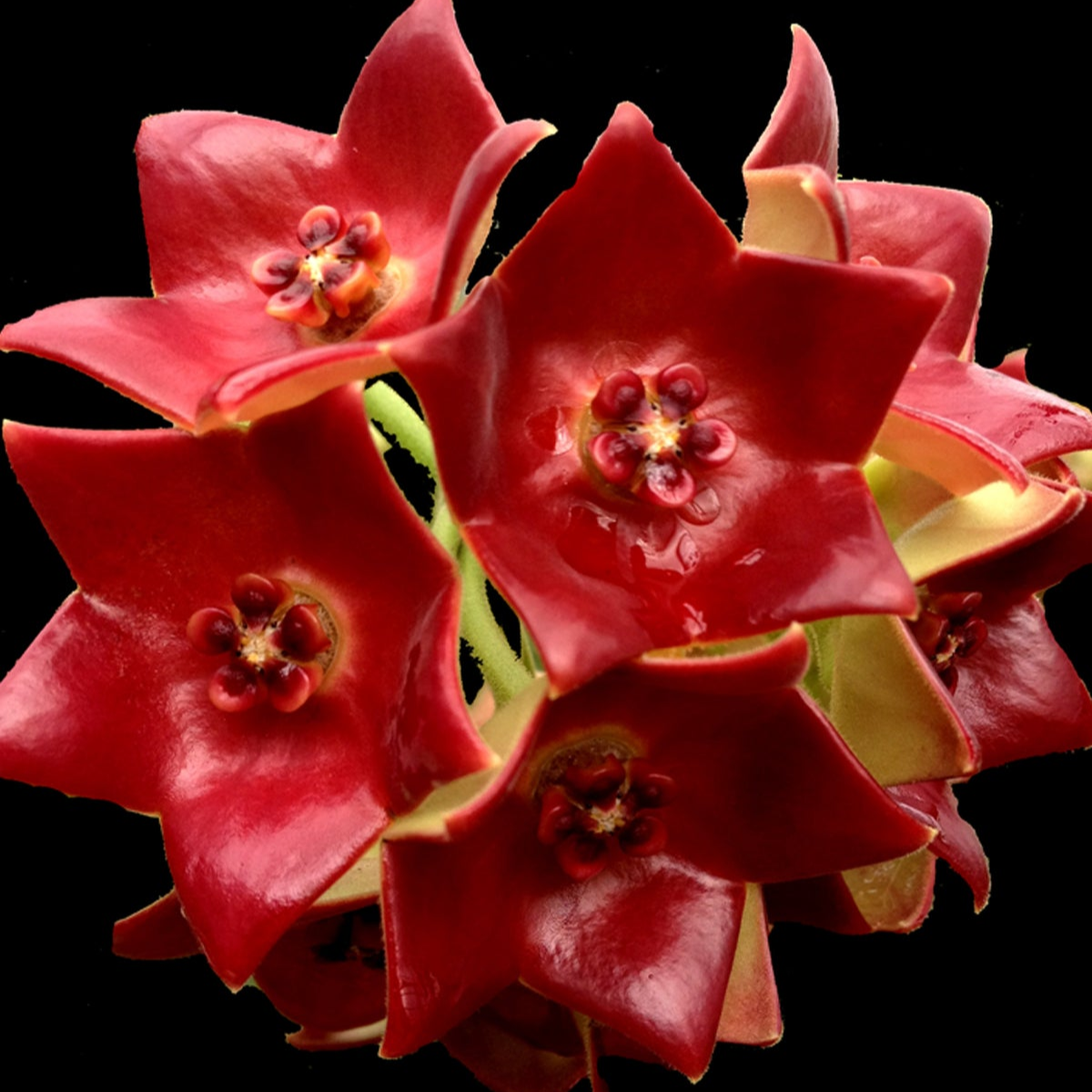 Hoya sussuela