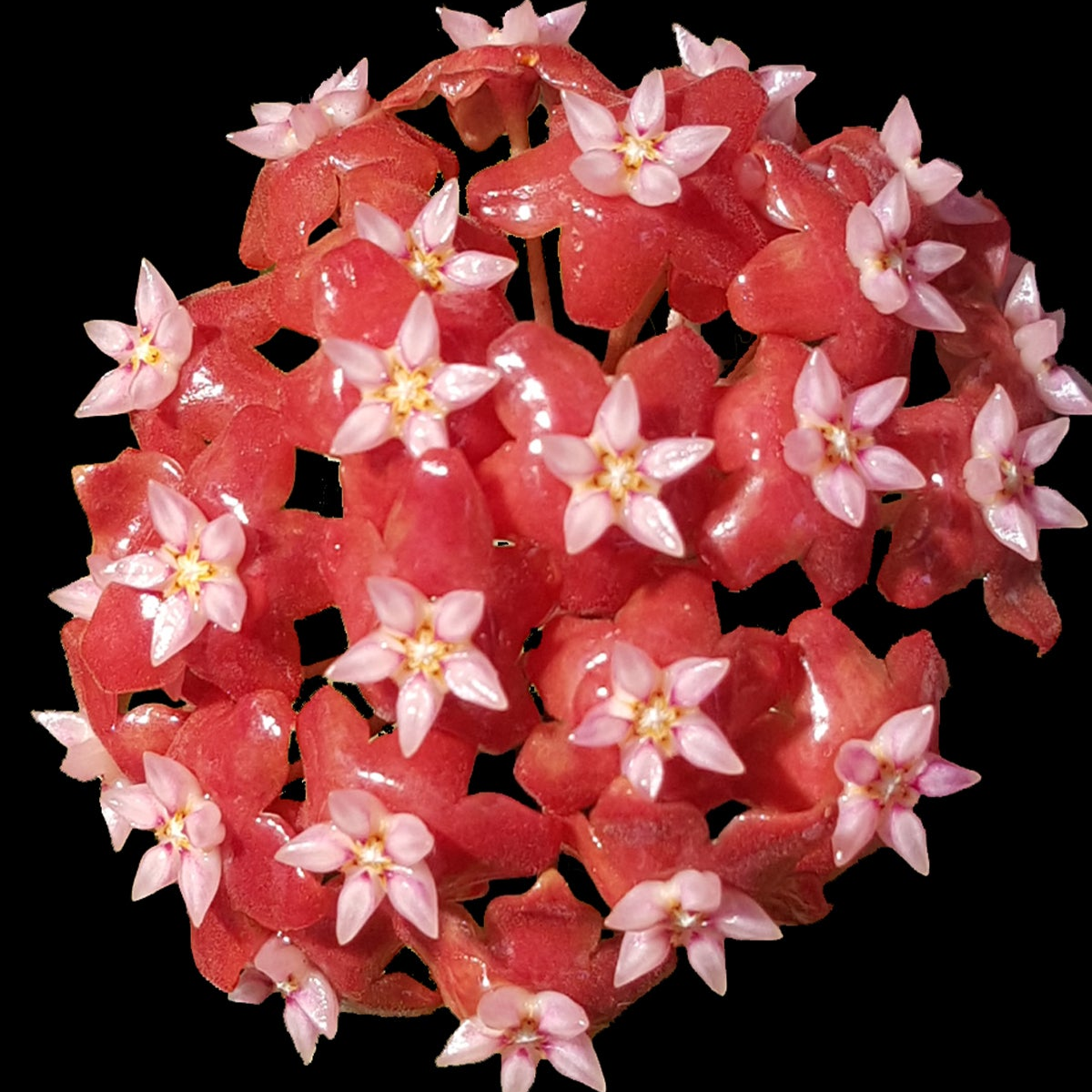 Hoya ilagiorum